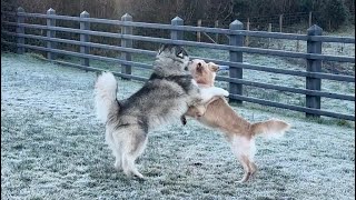 Who Let The Dogs Out!! They Are Escape Artists! Retriever V Husky!!