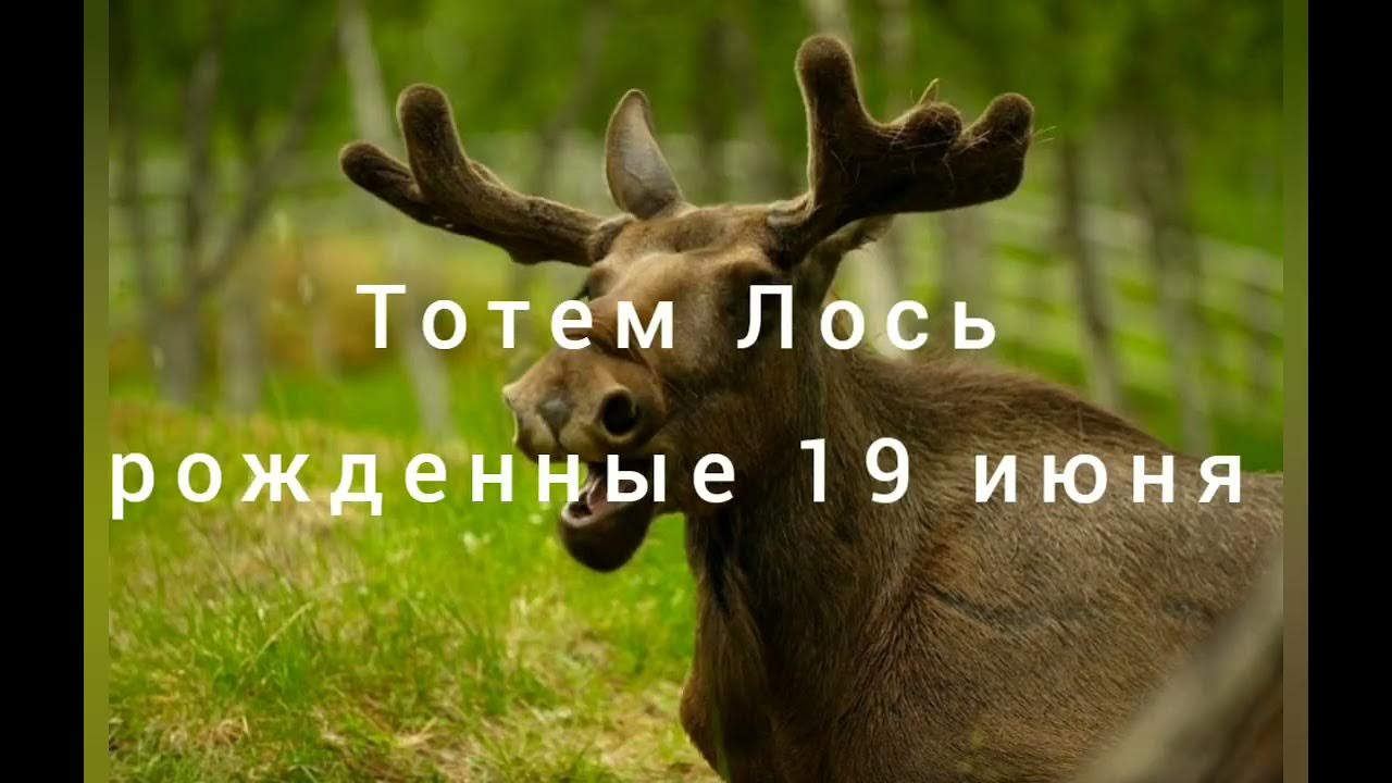 Чтоб хотелось и моглось поздравление. Лось прикол. Стратегия компании мы бежим как слепой лось. Одленд николас лось. День лося.