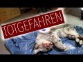 TOTGEFAHREN und liegen gelassen I TIERNOTRUF #2