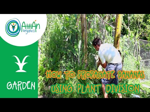 วีดีโอ: Ensete Ventricosum Cultivation - เรียนรู้เกี่ยวกับต้นกล้วยปลอม