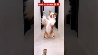 new latest funny videos on youtube this week  😂 🤣 😅 #new #comedy #woodworking #funnydogdance