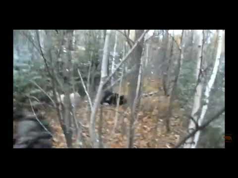 Разьереный медведь подранок