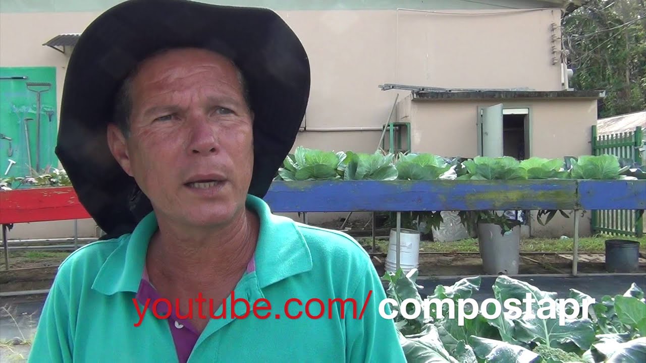 Brócoli en el Huerto