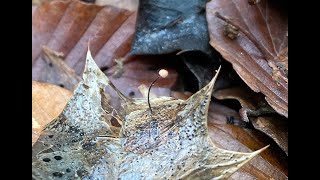 Wild New Forest Vlog: Busketts Wood in January by Wild New Forest 563 views 3 years ago 15 minutes