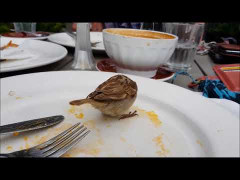 NZ Story: Birdie's Breakfast, 21.1.2018