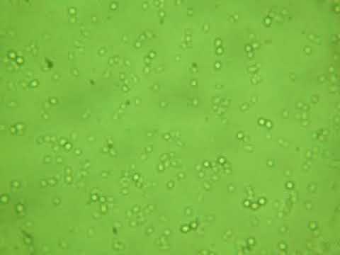 Video: Neapstrādātas Cietes Pārveidošana Ar Saccharomyces Cerevisiae, Kas Izsaka Aspergillus Tubingensis Amilāzes