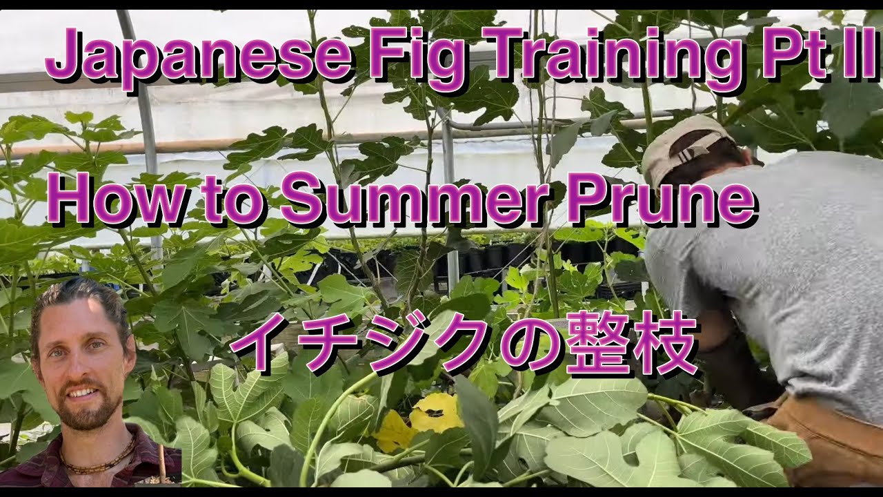 How to Train Figs in Summer- Japanese Method