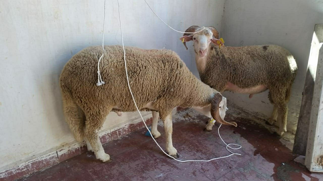 أجواء عيد الاضحى/مشينا شرينا أضحية العيد