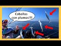 🐟🛥Pesca de CABALLAS con PLUMAS desde embarcación con el Patrón - Almeria 2020