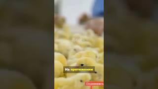 Куры умеют летать… но не хотят 😳 #хочуфакты #животные #курица #птицы
