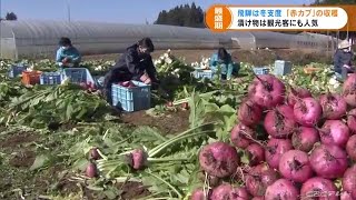 飛騨の名物漬け物に　赤カブ収穫大忙し　例年並みの１０トン見込み (21/11/17 21:00)