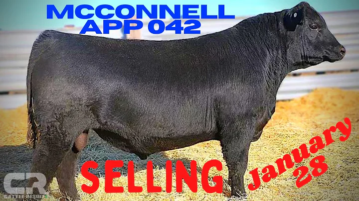 SELLING! Now! Black Angus Bull AT AUCTION, McConne...