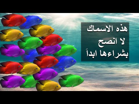 انواع اسماك الزينة التي لا أنصح بشرائها او تربيتها
