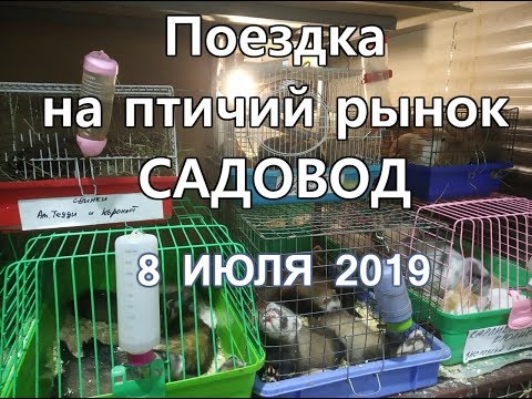 Поездка на печально известный рынок &quot;Садовод&quot;