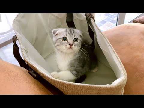 scottish fold kittens | ลูกแมวสก๊อตติส โฟลด์ วัยกำลังน่ารัก