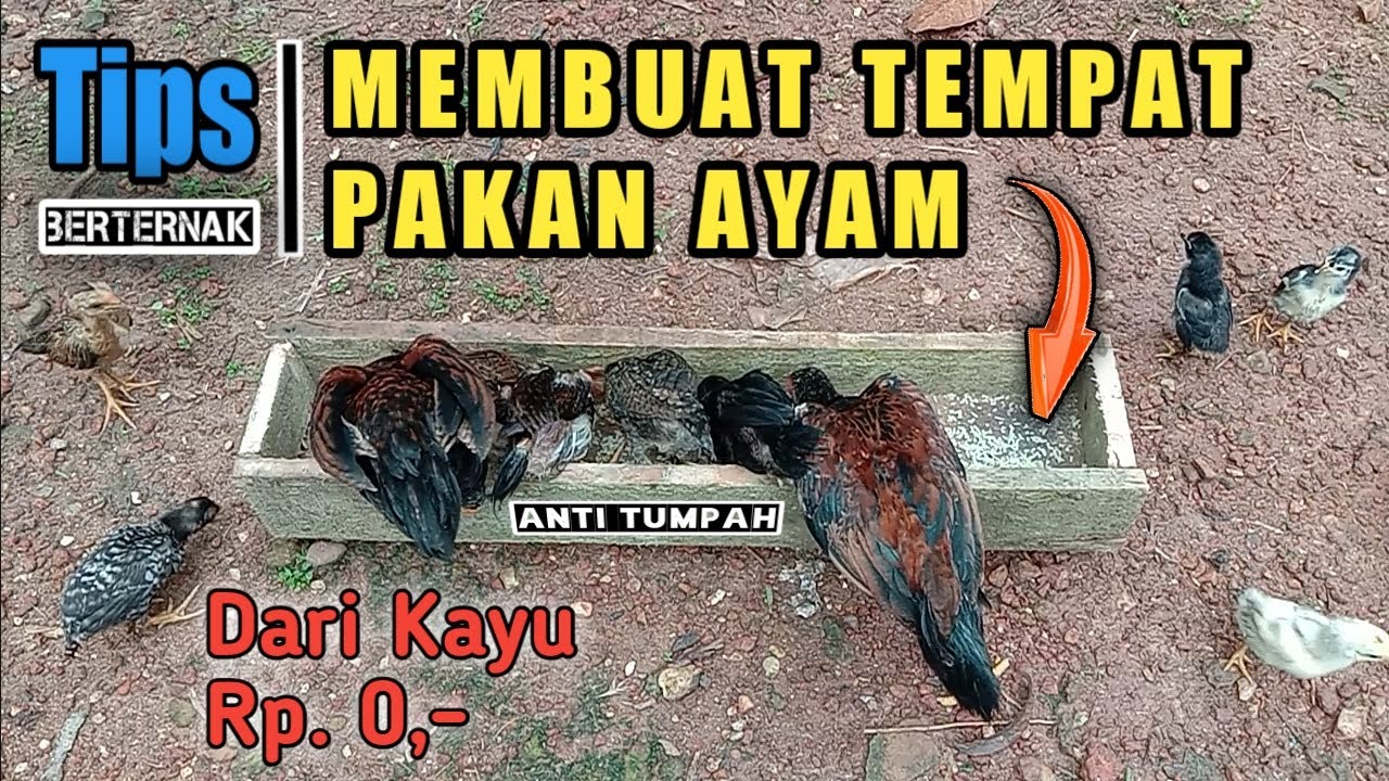 Cara Membuat Tempat Makan Ayam Dari Kayu Youtube