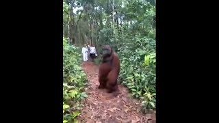 Tourists Come Across A 300 Pounds Adult Male Orangutan, And He Peacefully Walks Away