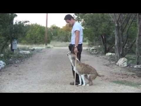 The Heeling stick is a dog training tool for teach competitive