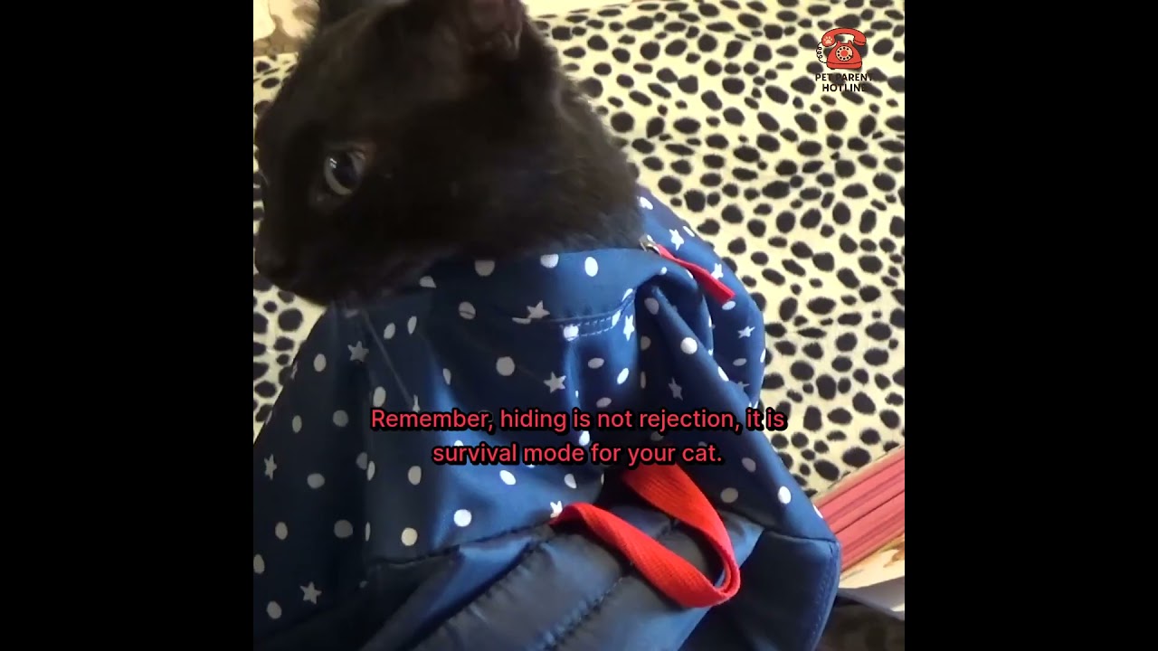 Your New Cat Is Hiding? It’s Not Rejection, It’s Survival