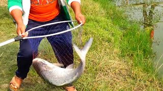 Titan Size But Sweet Catla Fish Caught By Great Fish Hunter