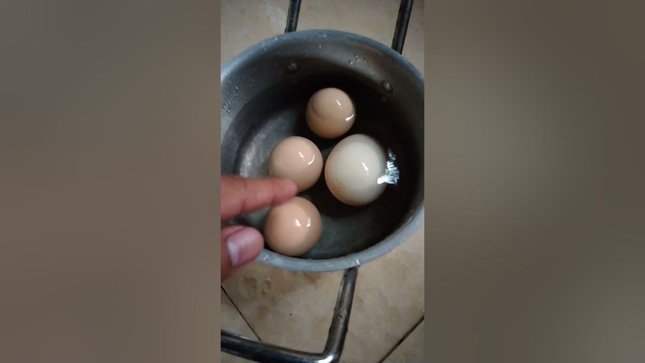 San Ba Galing Ang Itlog Na Penoy Unsuccessful Egg Incubation YouTube san-ba-galing-ang-itlog-na-penoy-unsuccessful-egg-incubation-youtube