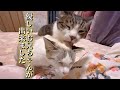 保護した猫と先輩猫を会わせたらコミュ力が半端なかった