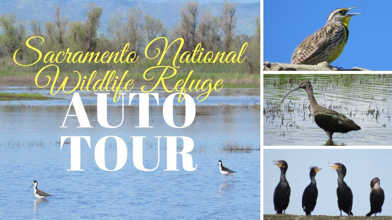 wildlife refuge auto tour