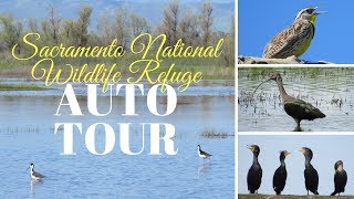 Sacramento National Wildlife Refuge Auto Tour ☼ Northern California Birding Hotspot Pacific Flyway