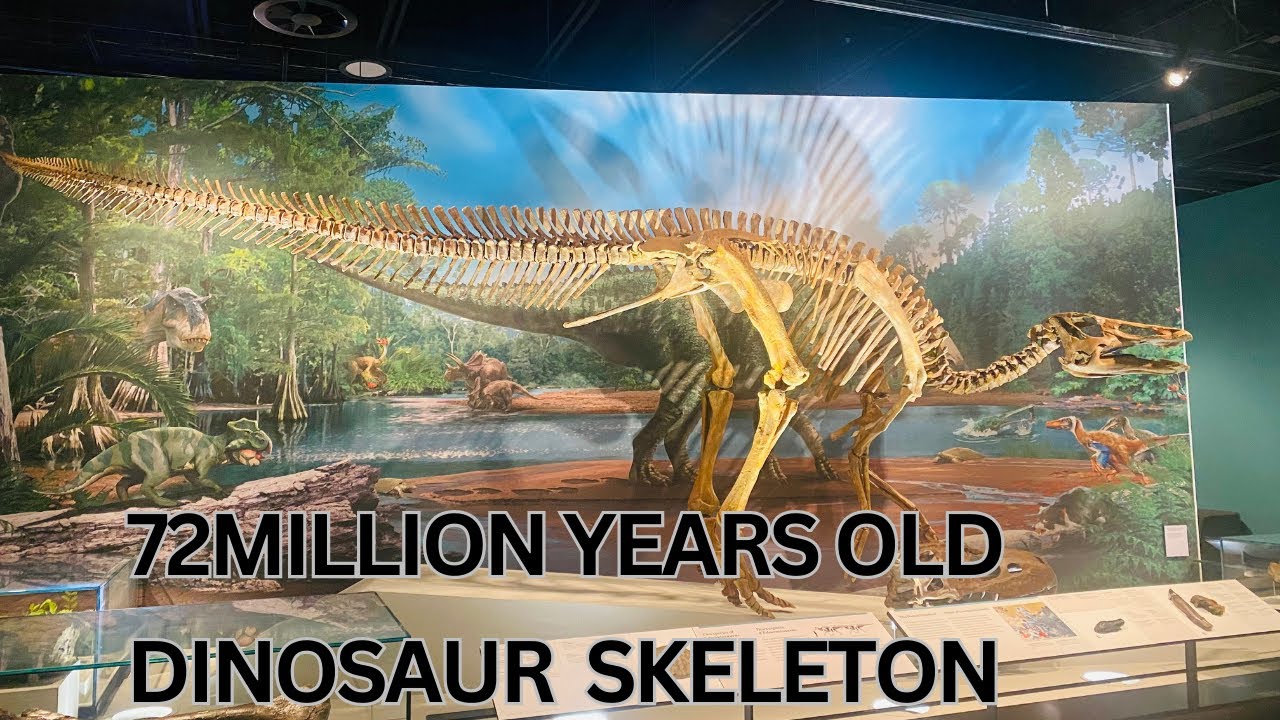 DINOSAUR SKELETON 72 MILLION YEARS OLDEST |  EDMONTON CANADA MUSEUM |