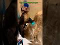 Look how this monkey is pampering the dog #dog #fyp #digsoftiktok #funny #Oyo #pets #animals #viral