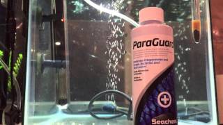 paraguard aquarium