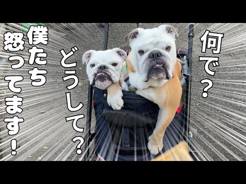 【悲報】ママの浮気が原因でブルドッグを怒らせてしまいました…