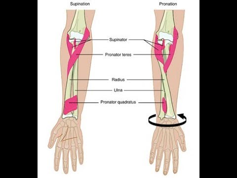 Supination and Pronation of Forearm and Hand Demonstration Anatomy