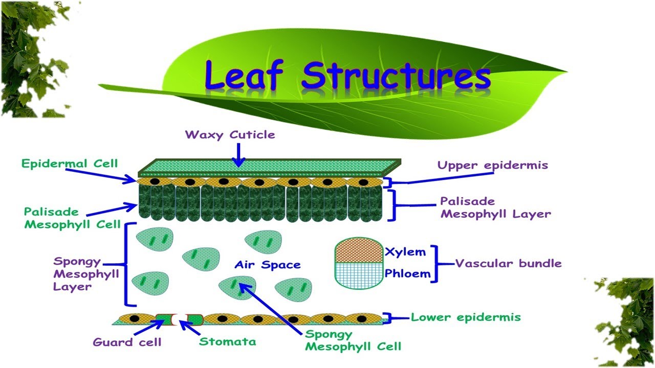 Leaf Structures & Functions - YouTube