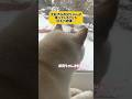 大好きなお兄ちゃんが帰ってくることを伝えた結果… #shorts #柴犬 #犬 #dog
