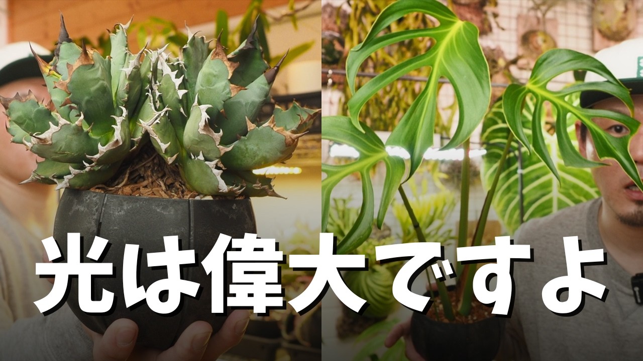 「植物を育てる上で光は無視できないね」という話【観葉植物】