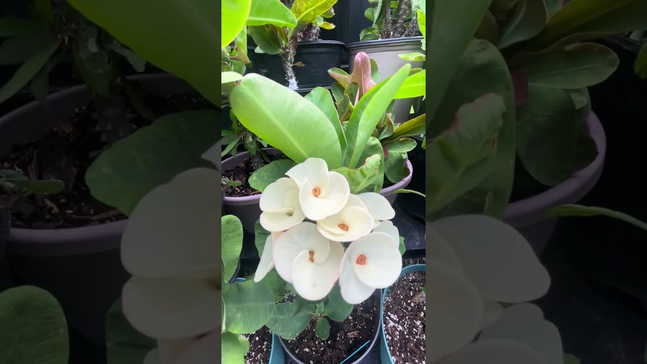 8/10/25 floración y follaje nuevo preparándose para septiembre su nueva floración 