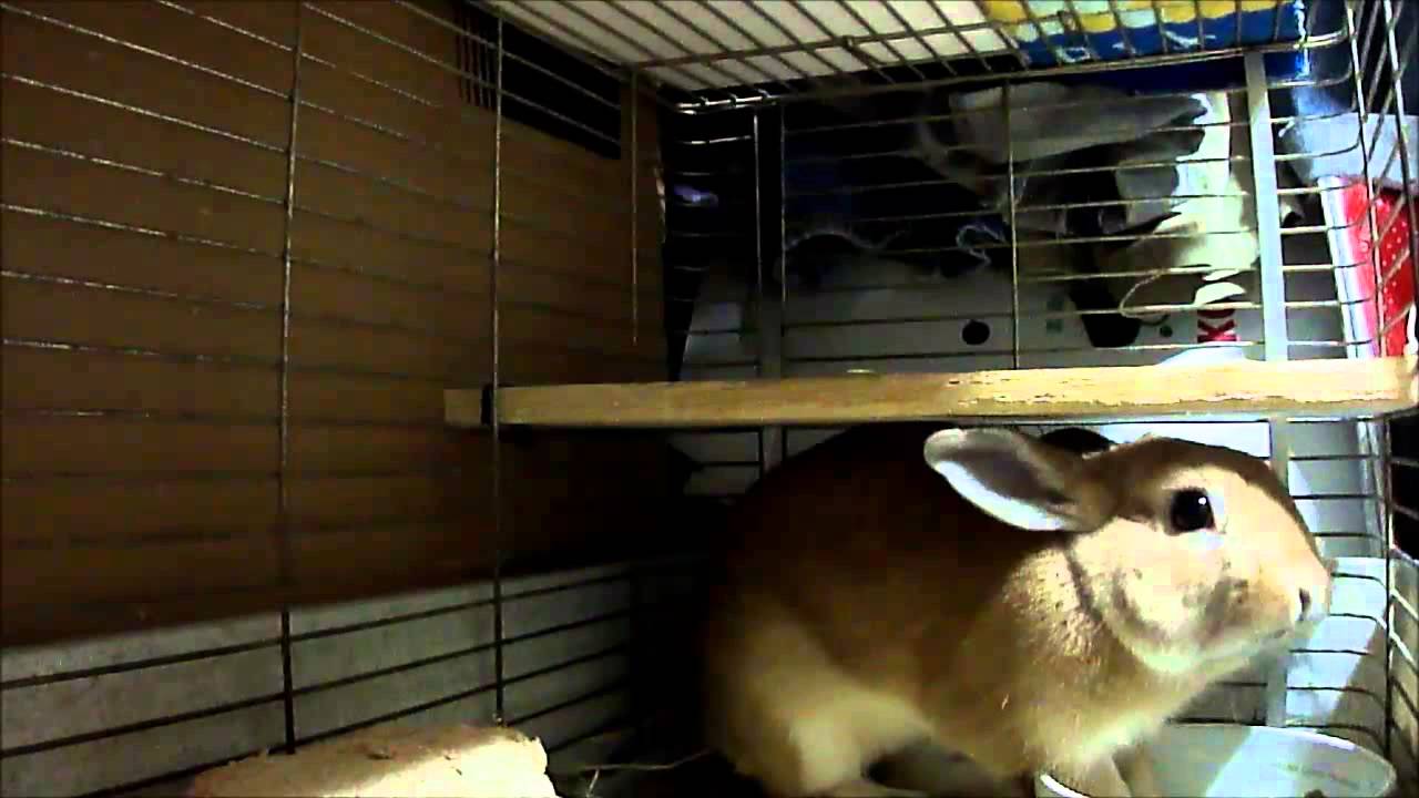 食後の運動をしにケージから飛び出す うさぎ だいだい 185日目 Youtube