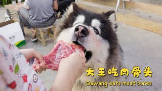 Dawang eats meat bones | 大王的肉骨头【阿盆姐家的大王】