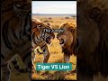 Tiger VS Lion