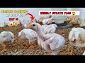 Small scale broiler farming at rooftop day 14     farm weekly update detail  vlog