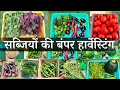 Most Significant Harvest of Organic Summer Vegetables From Rooftop Vegetable Terrace Garden May 2023