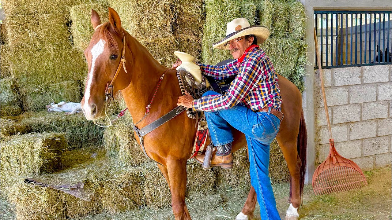 ¿Como preparar al caballo antes de salir a cabalgar? 