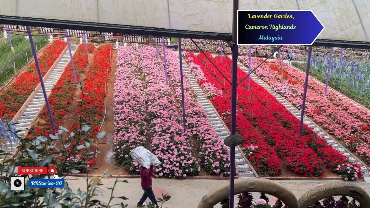 Vlog 462:🌸அம்மாடியோவ்😍என்னமான💜 Lavender Garden, Cameron Highlands🌿இவளோ கலர் கலரான,பூத்து குலுங்குது💜