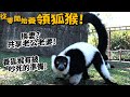 【從零開始養】領狐猴!狐猴會共享老公老婆!狐猴超吵?【許伯簡芝】