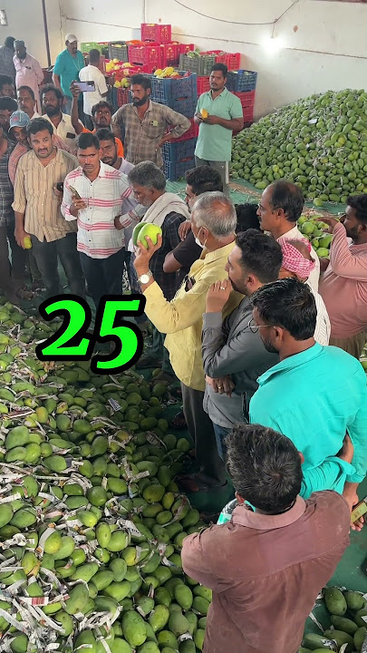 Banganapalli mango 🥭 live Auction in Andhra Bangarpalayam as on 05/07/2025 #mango #mangovarieties