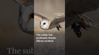 The subtle but profound climate effects on birds
