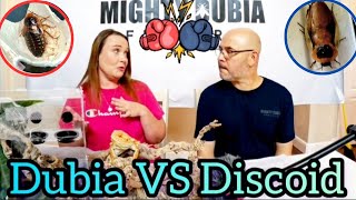 Dubia VS Discoid Roaches|Which is the better feeder for Reptiles, Amphibians, & Insectivores? #bugs
