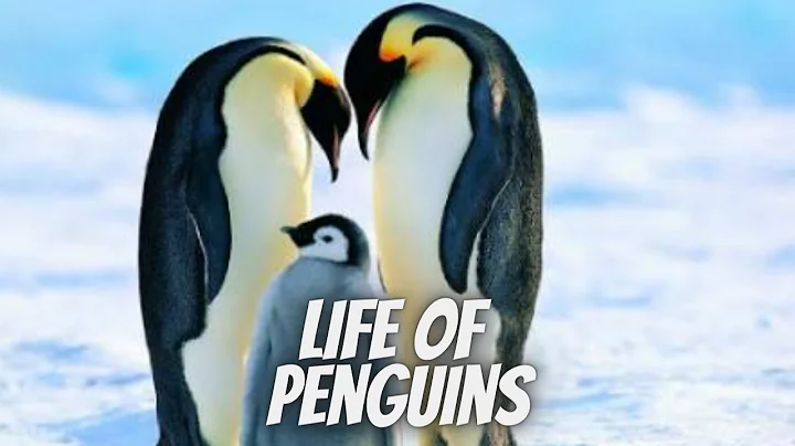 life circle of penguin | emperor penguins life | African penguin | Penguins wildlife