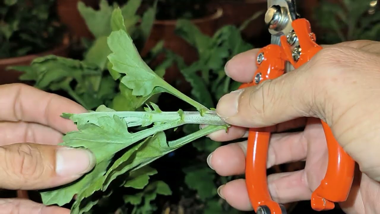 Cách trồng cúc kim cương Tết 2025 phần 2 - Ngắt đọt lần 1, cập nhật 01/09 Âm Lịch